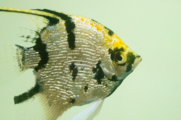 Beautiful fish are swimming in the water