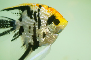 Beautiful fish are swimming in the water