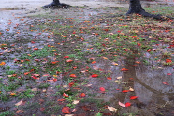 桜の枯れ葉散る晩秋の雨上がりの公園風景