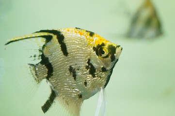 Beautiful fish are swimming in the water