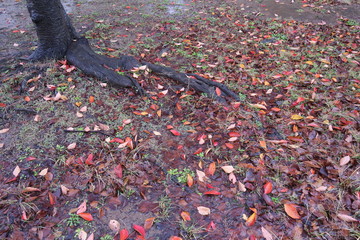 雨の公園の桜の木と落ち葉