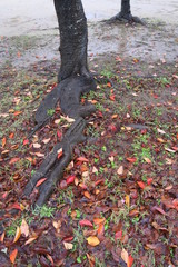 桜の枯れ葉散る晩秋の雨上がりの公園風景