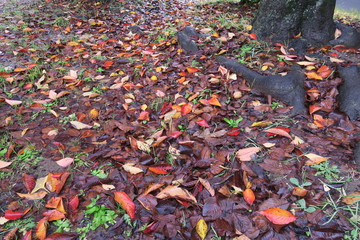 雨上りの公園の桜の落葉