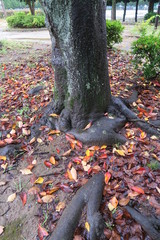 桜の枯れ葉散る晩秋の雨上がりの公園風景