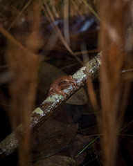 spring peeper