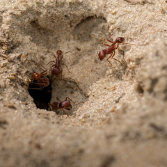 Florida Harvester Ant (Pogonomyrmex badius)