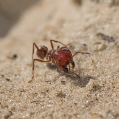 Florida Harvester Ant (Pogonomyrmex badius)