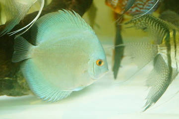 Beautiful fish are swimming in the water