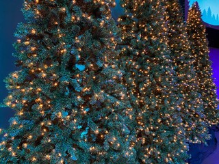 Row of Christmas Tree on Performance Stage