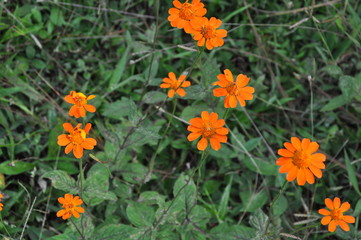 Little Orange Flowers in the Grass