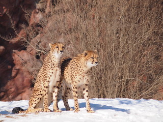South African Cheetahs in a Zoo