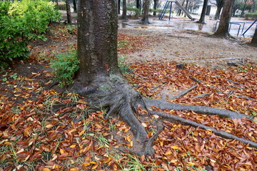 雨に濡れる欅の木のある晩秋の公園風景