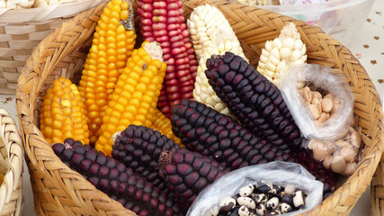 Top view of variety of colorful cubs of corn: Indian corn, purple and yellow corn, sweet corn in basket on display at indigenous seed festival in Cuenca, Ecuador