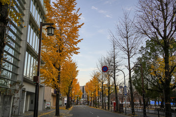 イチョウ並木の道路