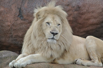 South African Lions in the Zoo in Canada