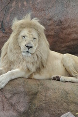 South African Lions in the Zoo in Canada