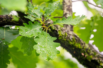 Green oak leaves with drops of water after rain