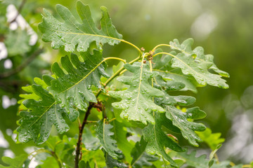 Green oak leaves with drops of water after rain