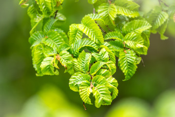 Bright green elm leafs lit by sun light.
