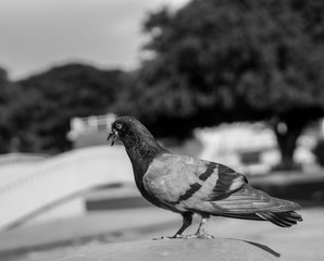 (Monochrome) Pigeon on a park