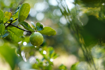 Thai lemons on the tree