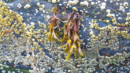 Barnacle Covered Rock