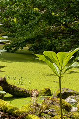 washington state pond and trees growing green in spring garden