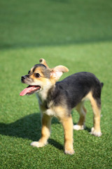 Happy puppies in a private playground