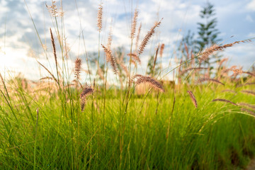 Beautiful golden grasses background blue sky clouds green garden sunrise  sunset sun shine silhouette light idea travelling backpacker guiding  backpacking camping campfire hiking relaxing resting