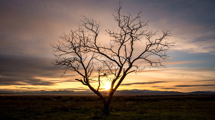 Fototapeta na wymiar Colorful sunset as tree is silhouetted against the sky in flat landscape in Utah.