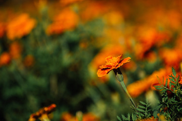 French Marigold Flower In The Garden, Beautiful French Marigold Flower With Sunlight On The Garden Background, Orange French Marigold Flower, Tagetes patula