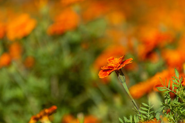 French Marigold Flower In The Garden, Beautiful French Marigold Flower With Sunlight On The Garden Background, Orange French Marigold Flower, Tagetes patula