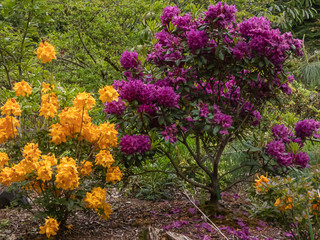 orange and purple rhododendron growing in garden in washington state