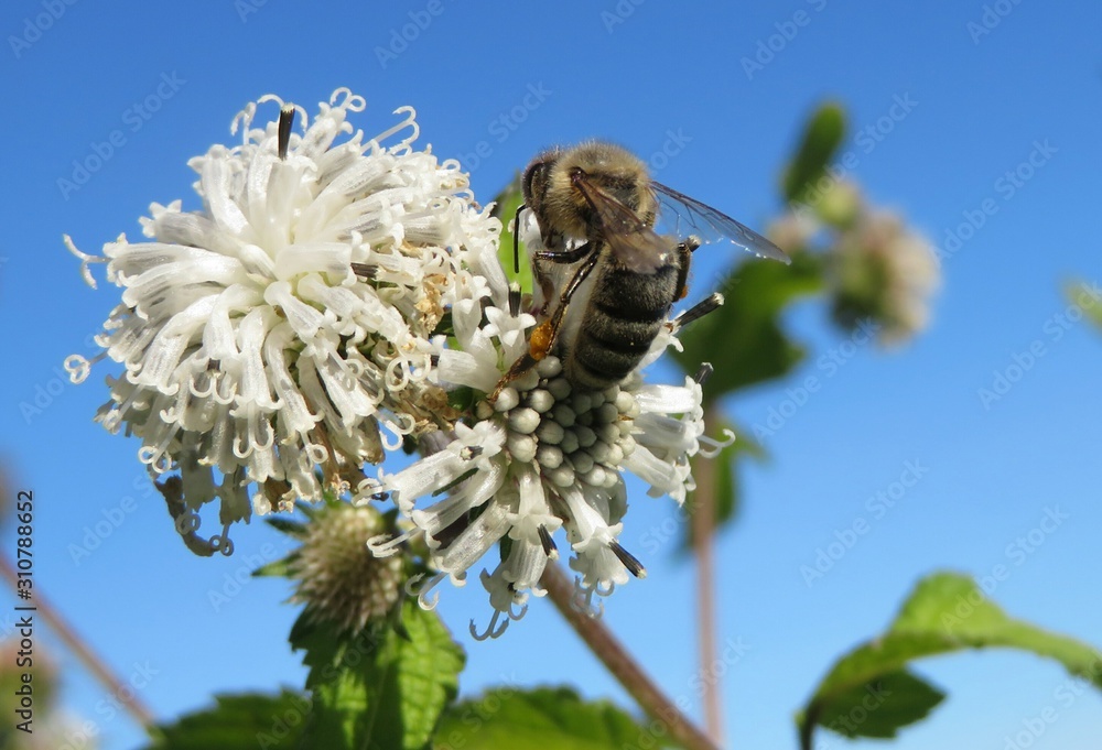 Wall mural Bee on white Melanthera nivea flowers on blue sky in Florida nature