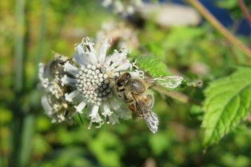 Bee on white melanthera flower in Florida nature, closeup