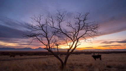Single tree against the sky during colorful sunset with cow grazing through the pasture.
