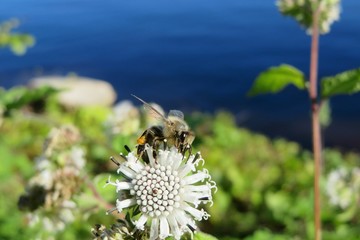 Bee on white melanthera flower at the river in Florida