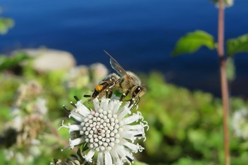 Bee on white melanthera flower on blue river water background in Florida nature, closeup