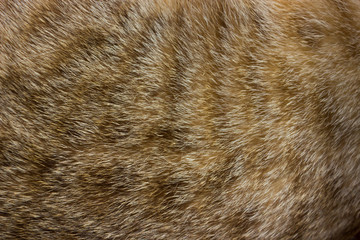 Cat fur close up background texture. Brown abstract stripes.