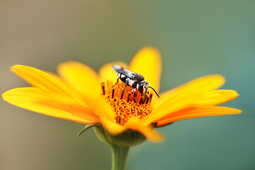 .Bee. Macro. Close up of a black and white bee collecting pollen on an orange flower. .