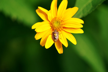 Close-up top view of a large bedbug sitting on a yellow flower. Macro horizontal photography.