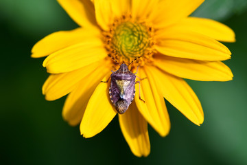 Close-up top view of a large bedbug sitting on a yellow flower. Macro horizontal photography.
