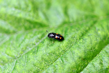 Beetle shiny with black shell and yellow specks sitting on a green leaf. Macro horizontal photography.
