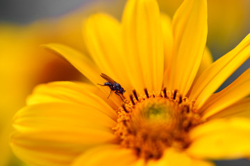 A small fly sits on a bright yellow flower. Macro photography