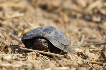 Small asia Turtle on drying ground , arid land make turtle seeking for water area.