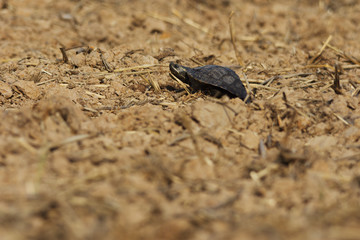 Small asia Turtle on drying ground , arid land make turtle seeking for water area.