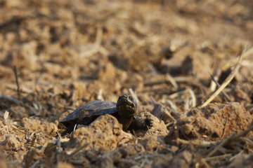 Small asia Turtle on drying ground , arid land make turtle seeking for water area.