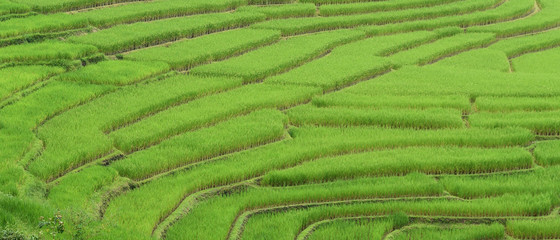 The beautiful landscape of rice fields in Thailand. 