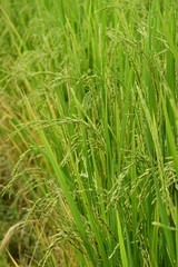 Fototapeta na wymiar close up of ripening rice in a paddy field