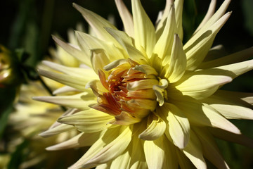 In beams of the morning sun a large flower dahlias with light to petals in yellow tones against a dark background.